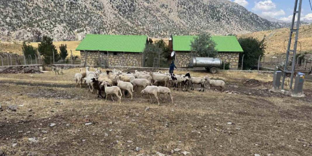 Mayıs ayında sürüyle çıktılar, şimdi rotalarını ters yöne çevirdiler! Yörüklerin dönüş hikayesi başladı: Kış resmen geldi 2